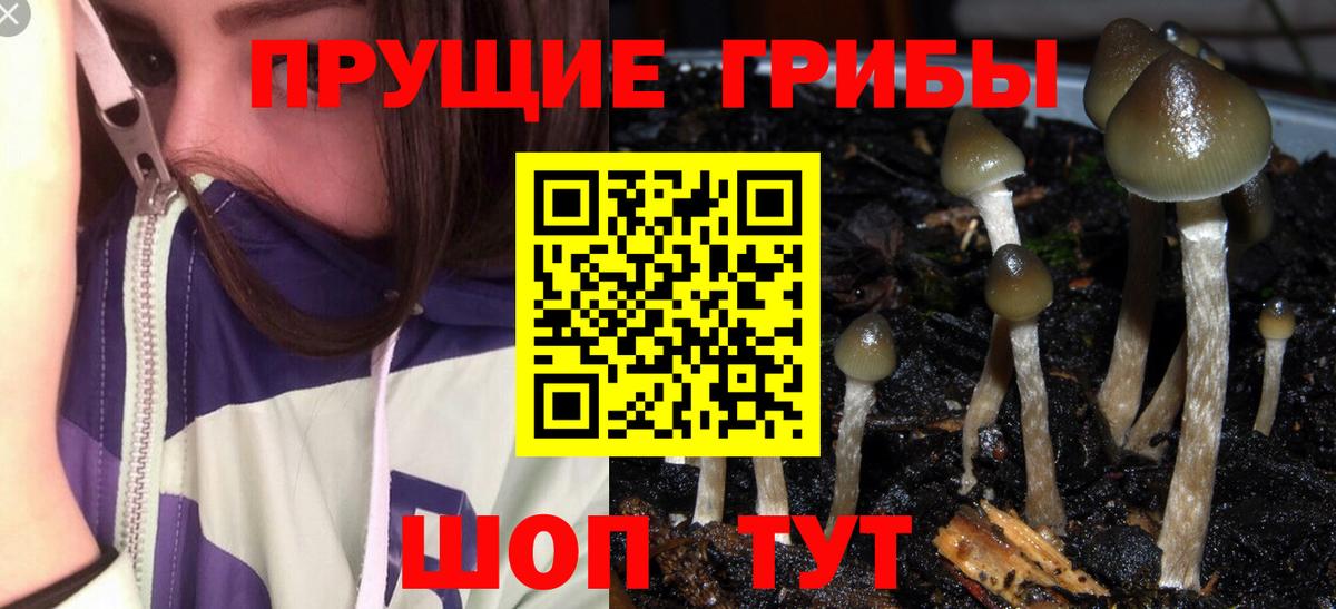 Галлюциногенные грибы Psilocybine cubensis Карталы